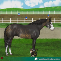 Horse Color:Buckskin Sabino Rabicano 