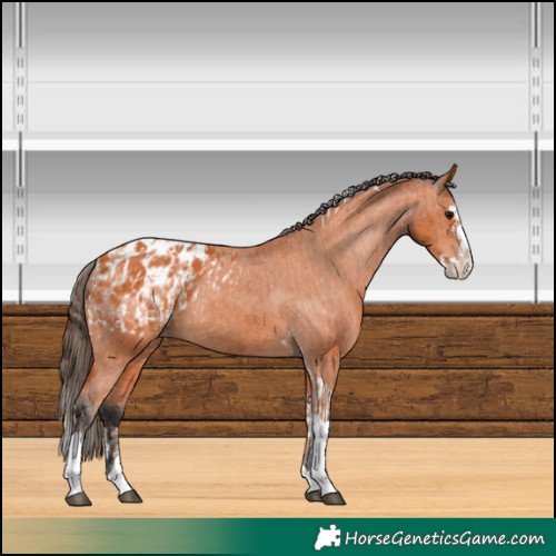 Horse Color:Bay Splash Tobiano Appaloosa and Bay Splash Tobiano Appaloosa