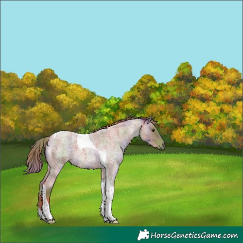 Horse Color:Nacre Red Roan Tobiano 