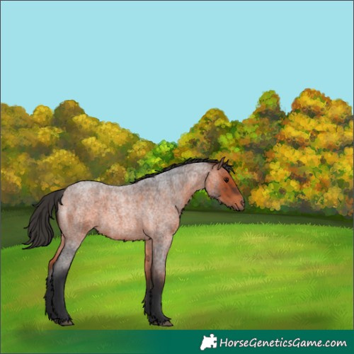 Horse Color:Bay Roan 