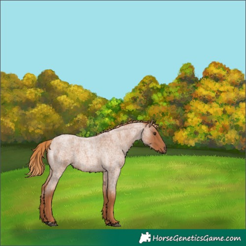 Horse Color:Red Roan 