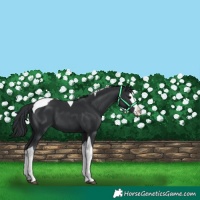 Horse Color:Black Splash Tobiano