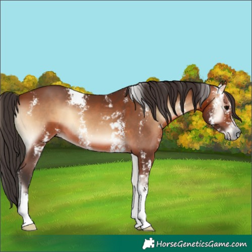 Horse Color:Bay Onyx Sabino 