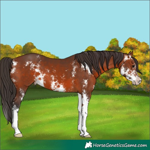 Horse Color:Bay Sabino 