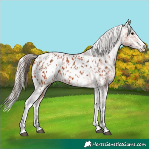 Horse Color:Bay Splash Tobiano Blanket and Silver Bay Splash Tobiano Blanket