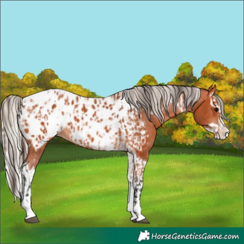 Horse Color:Bay Splash Tobiano Appaloosa  and Silver Bay Splash Tobiano Appaloosa 