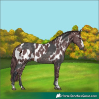 Horse Color:Platinum Brown Merle and Chocolate Brown Merle Appaloosa
