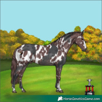 Horse Color:Platinum Brown Merle and Chocolate Brown Merle Appaloosa