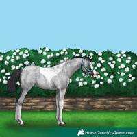 Horse Color:Blue Roan Splash Tobiano 