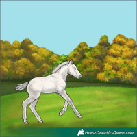 Horse Color:Cremello Dun Splash 