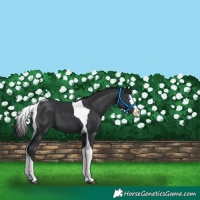 Horse Color:Black Splash Tobiano 