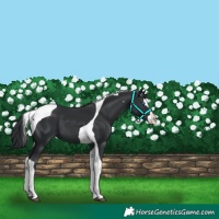 Horse Color:Black Splash Tobiano 