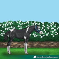 Horse Color:Black Splash Tobiano 