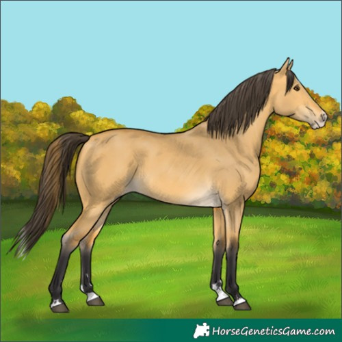 Horse Color:Buckskin Dun Splash 