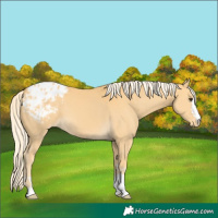 Horse Color:Palomino Appaloosa