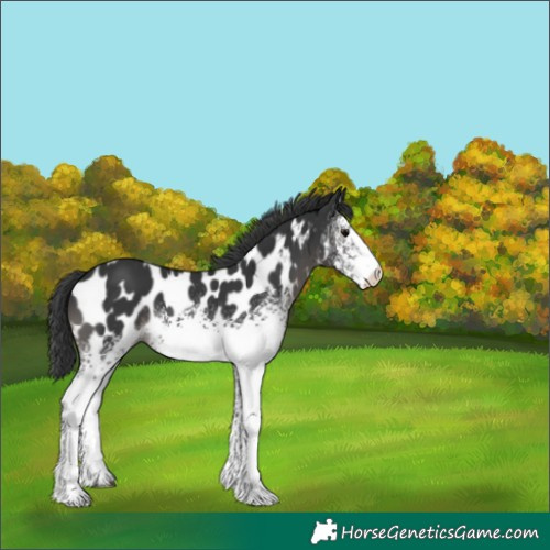 Horse Color:White Spotted Black Appaloosa 