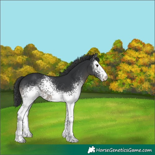 Horse Color:White Spotted Black 