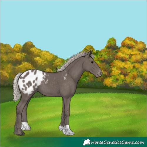 Horse Color:Silver Black Blanket 