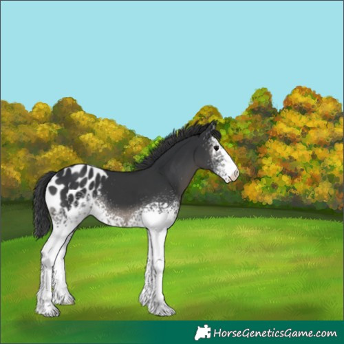 Horse Color:White Spotted Black Blanket 