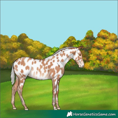 Horse Color:Silver Classic Champagne Near Leopard 