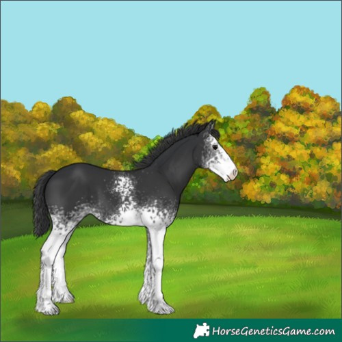 Horse Color:White Spotted Black 