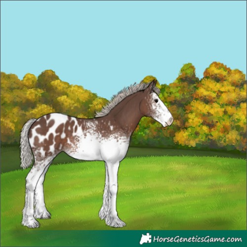 Horse Color:White Spotted Silver Black Appaloosa 