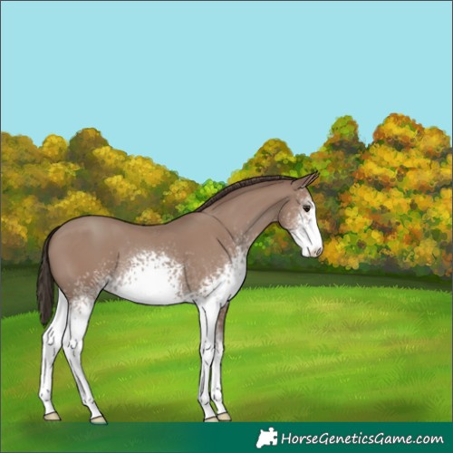 Horse Color:White Spotted Classic Champagne 