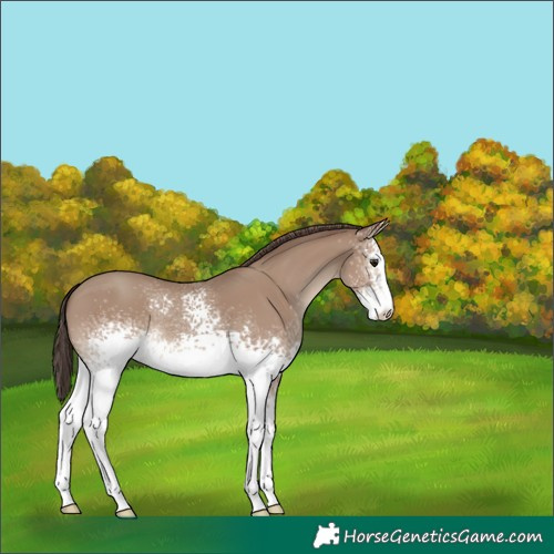 Horse Color:White Spotted Classic Champagne 
