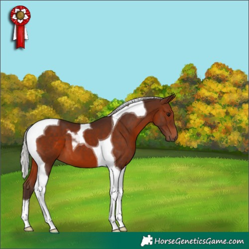 Horse Color:Silver Brown Tobiano 