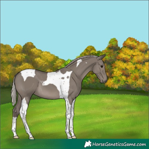 Horse Color:Silver Grullo Tobiano 