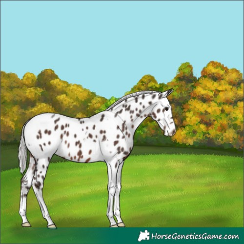 Horse Color:Silver Black Tobiano Leopard 