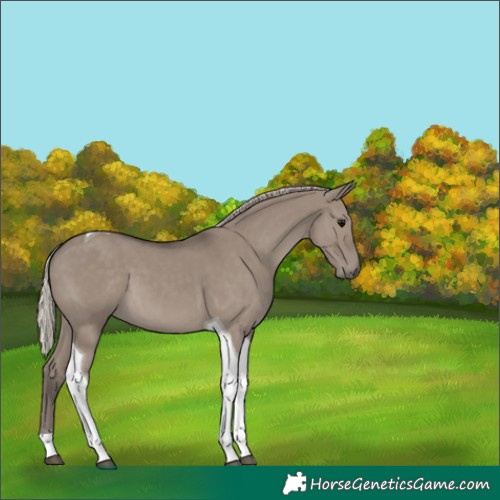 Horse Color:Silver Grullo Tobiano 