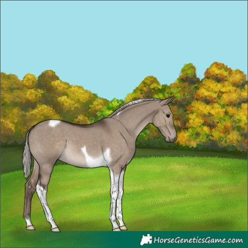 Horse Color:Silver Grullo Tobiano 