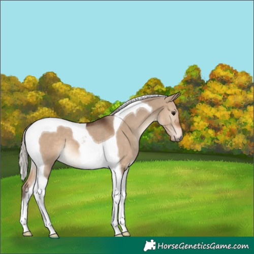 Horse Color:Silver Brown Dun Tobiano 