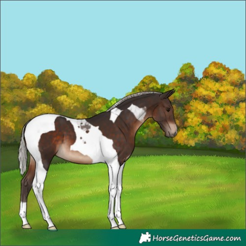 Horse Color:Silver Brown Tobiano 