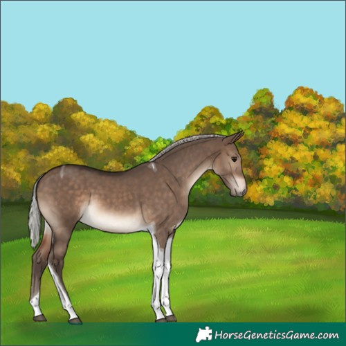 Horse Color:Silver Brown Dun Tobiano 