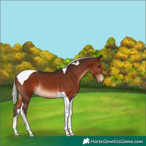 Horse Color:Silver Brown Tobiano 