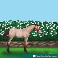 Horse Color:Bay Roan Splash Frame 