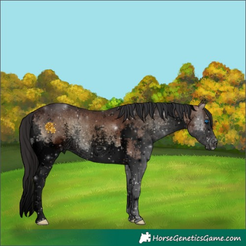 Horse Color:Void Brown Onyx Sabino Splash 