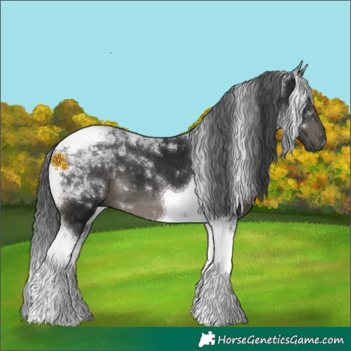 Horse Color:Gray Black Tobiano 