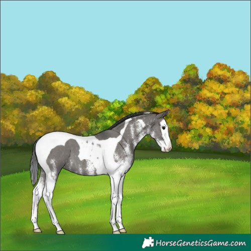 Horse Color:White Spotted Grullo Splash Tobiano 