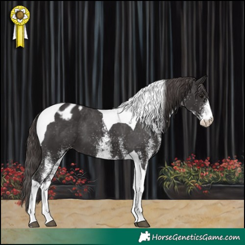 Horse Color:White Spotted Smoky Black Tobiano Appaloosa 