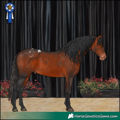 Horse Color:Bay Appaloosa 
