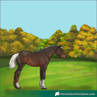 Horse Color:White Spotted Liver Chestnut Mushroom Tobiano
