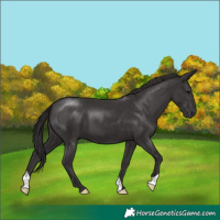 Horse Color:Smoky Black 