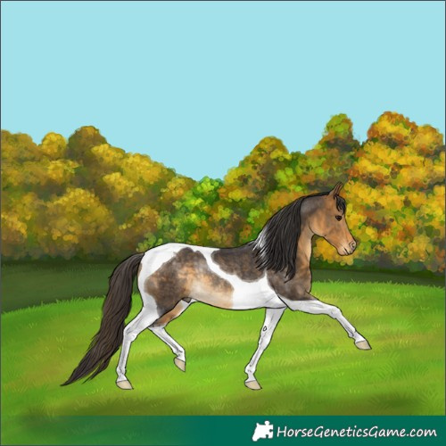 Horse Color:Buckskin Tobiano Rabicano 