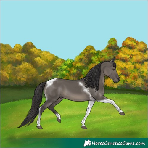 Horse Color:Smoky Grullo Tobiano