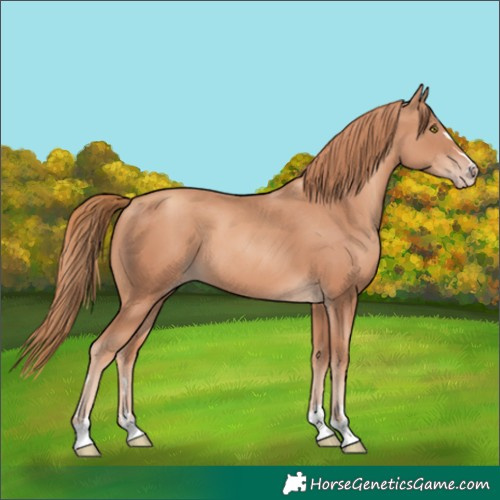 Horse Color:Gold Champagne
