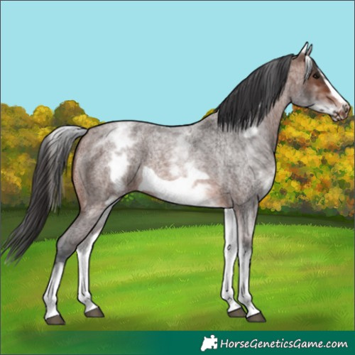 Horse Color:White Spotted Brown Roan Frame