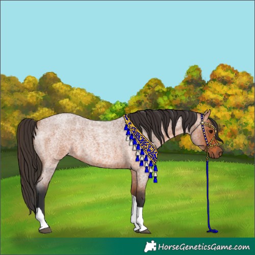 Horse Color:Bay Roan Tobiano